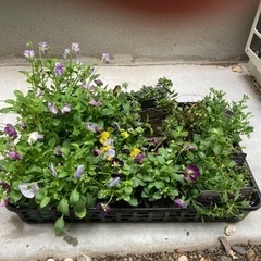 花苗差し上げます(ビオラ、ブラキカム、ワイヤープランツなど)