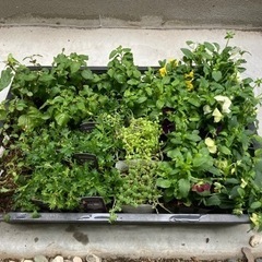 花苗差し上げます(ビオラ、ジュズサンゴ、ビオラ、セダム、ワイヤー...