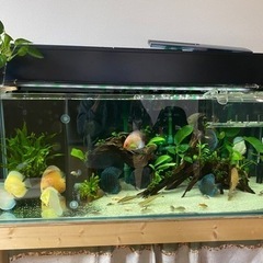 大型水槽を探しています。