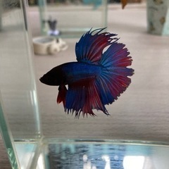 ベタ　300円　コレクションケースMも一緒なら800円の画像