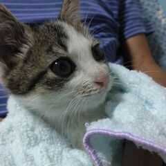 大切にしていただける方で可愛い子猫の里親ママ、パパになっていただ...