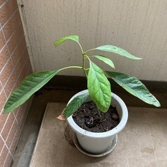 観葉植物　アボカドです