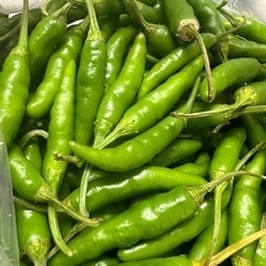 宮古島産　無農薬　島とうがらし(青)