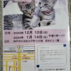 猫の譲渡会。三ノ宮開催