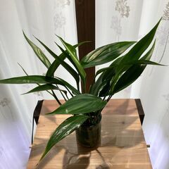 ミニ観葉植物 ヤマサキカズラ①