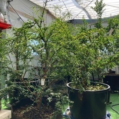 フィンガーライム(キャビアライム)苗　7年生〜売りますの画像