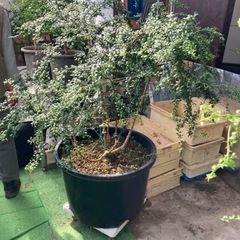 フィンガーライム(キャビアライム)苗　7年生〜売りますの画像