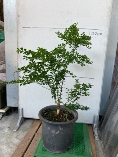 フィンガーライム(キャビアライム)苗　7年生〜売ります