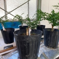 フィンガーライム(キャビアライム)苗　7年生〜売りますの画像