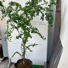 フィンガーライム(キャビアライム)苗　7年生〜売りますの画像