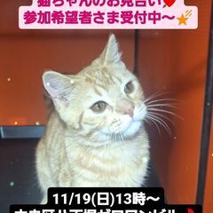11/19(日)譲渡会。5月生足長マンチカン♂ (⋈◍＞◡＜◍)。✧♡