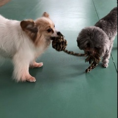 11月ワンコミーティング🐶 - 愛西市