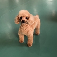 11月ワンコミーティング🐶 - その他