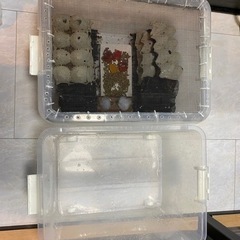 デュビア➕飼育セット