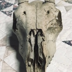 値下げ↓頭蓋骨 野生動物 カモシカ