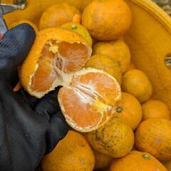 無農薬　早生みかん　1kg=150円の画像