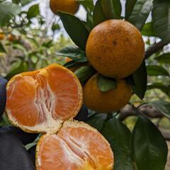 無農薬　早生みかん　1kg=150円の画像