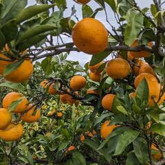 無農薬　早生みかん　1kg=150円