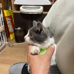 里親決定💕2.5ヶ月くらいのハチワレ男の子です。 - 里親募集