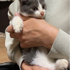 里親決定💕2.5ヶ月くらいのハチワレ男の子です。 - 猫