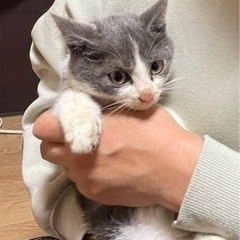 里親決定💕2.5ヶ月くらいのハチワレ男の子です。