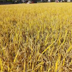 【完売】令和５年産　朝日　残り１袋の画像