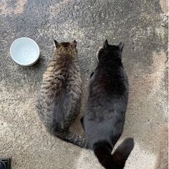 ☆甘えん坊なキジ子ちゃんと黒子くん☆ - 里親募集