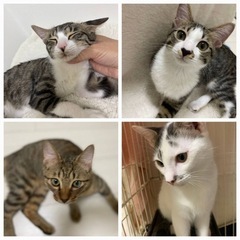 子猫の里親様募集！　