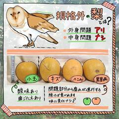【適熟】鳥取県産 王秋梨 3kgの画像