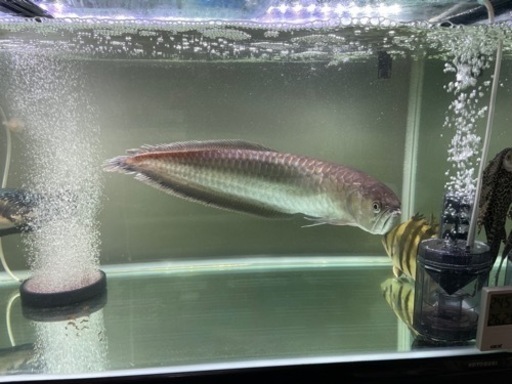 ブラックアロワナ　熱帯魚