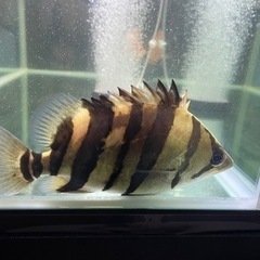 ダトニオプラスワン　熱帯魚