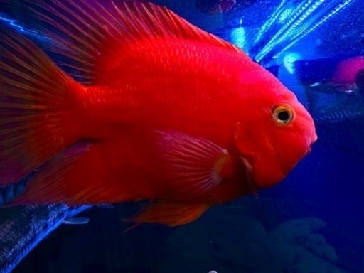 キングコングパロット　2匹