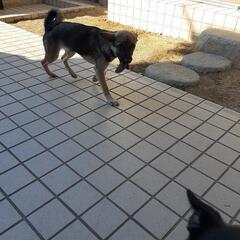 2023.6月生元野犬きょうだい - 犬