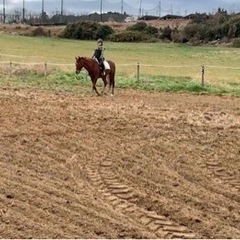 🌱お手伝い〈馬の経験者:優先〉