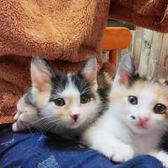 in春日井市☆全部で子猫が50匹～2会場で子猫の大祭！☆2023...