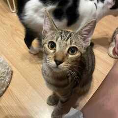in豊明市☆全部で子猫が50匹～2会場で子猫の大祭！☆2023年...