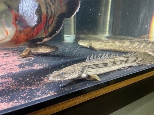 タンガニーカ　コンギクス　ポリプテルス