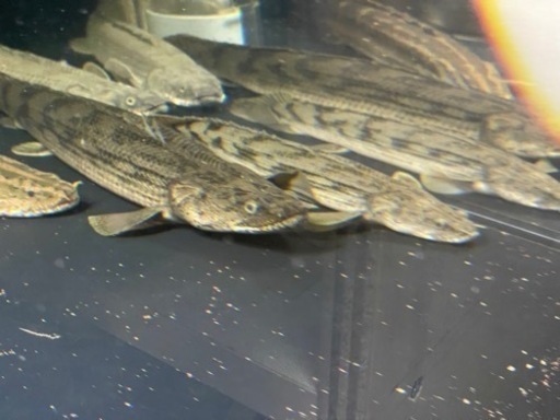 ポリプテルス　タンガニーカ　コンギクス