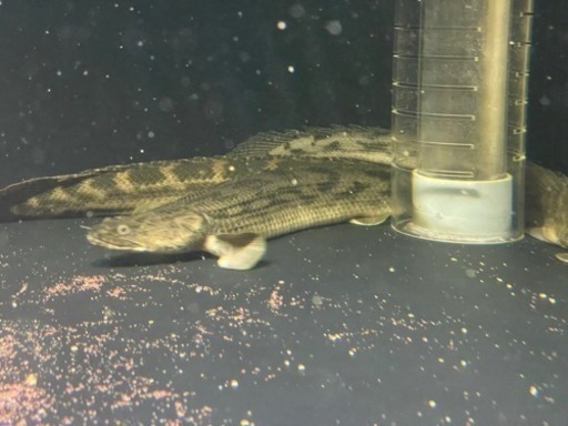 ポリプテルス　タンガニーカ　コンギクス