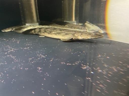 ポリプテルス　タンガニーカ　コンギクス