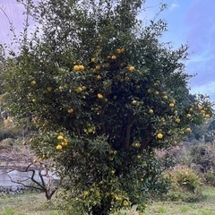 埼玉県産柚子10個