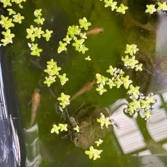 パンダメダカ、楊貴妃メダカ売りますの画像