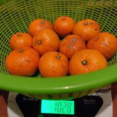 みかん🍊　1kg当たり