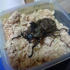 サビイロカブトペア
