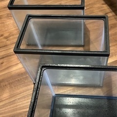 30㎝水槽 熱帯魚 水草 稚魚 アピストなどにの画像