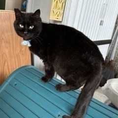迷子猫 捜しています - 助け合い