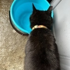 迷子猫 捜しています - 手伝って/助けて
