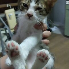 可愛いコネコから助けてあげてください