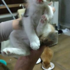 可愛いコネコから里親探してます