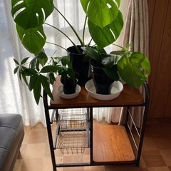 観葉植物四種類と収納家具　　終了いたしました。